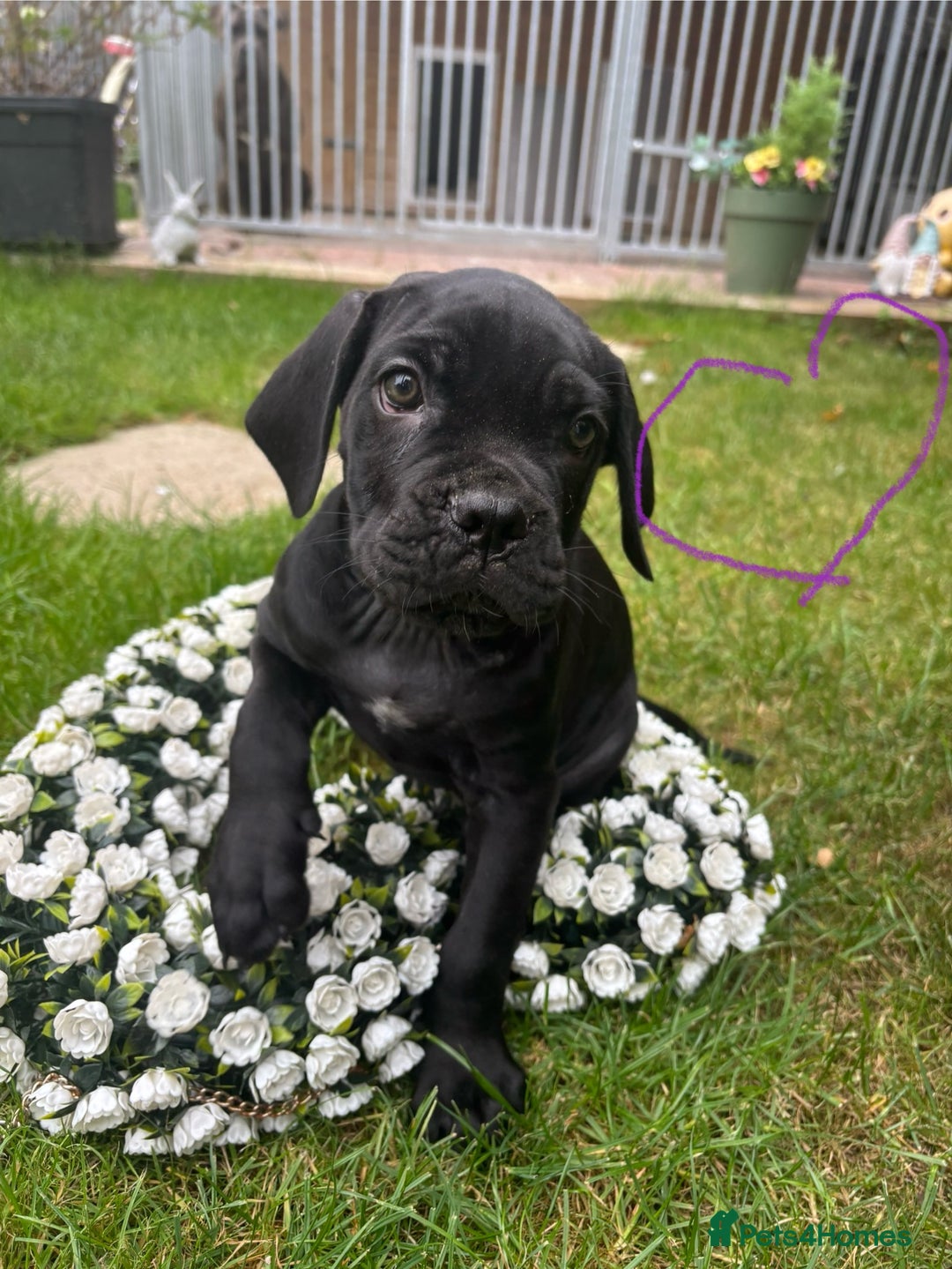 Cane Corso dogs for sale:  Reg - UKBKC Cane Corsos loyal family guardians  - Image 14