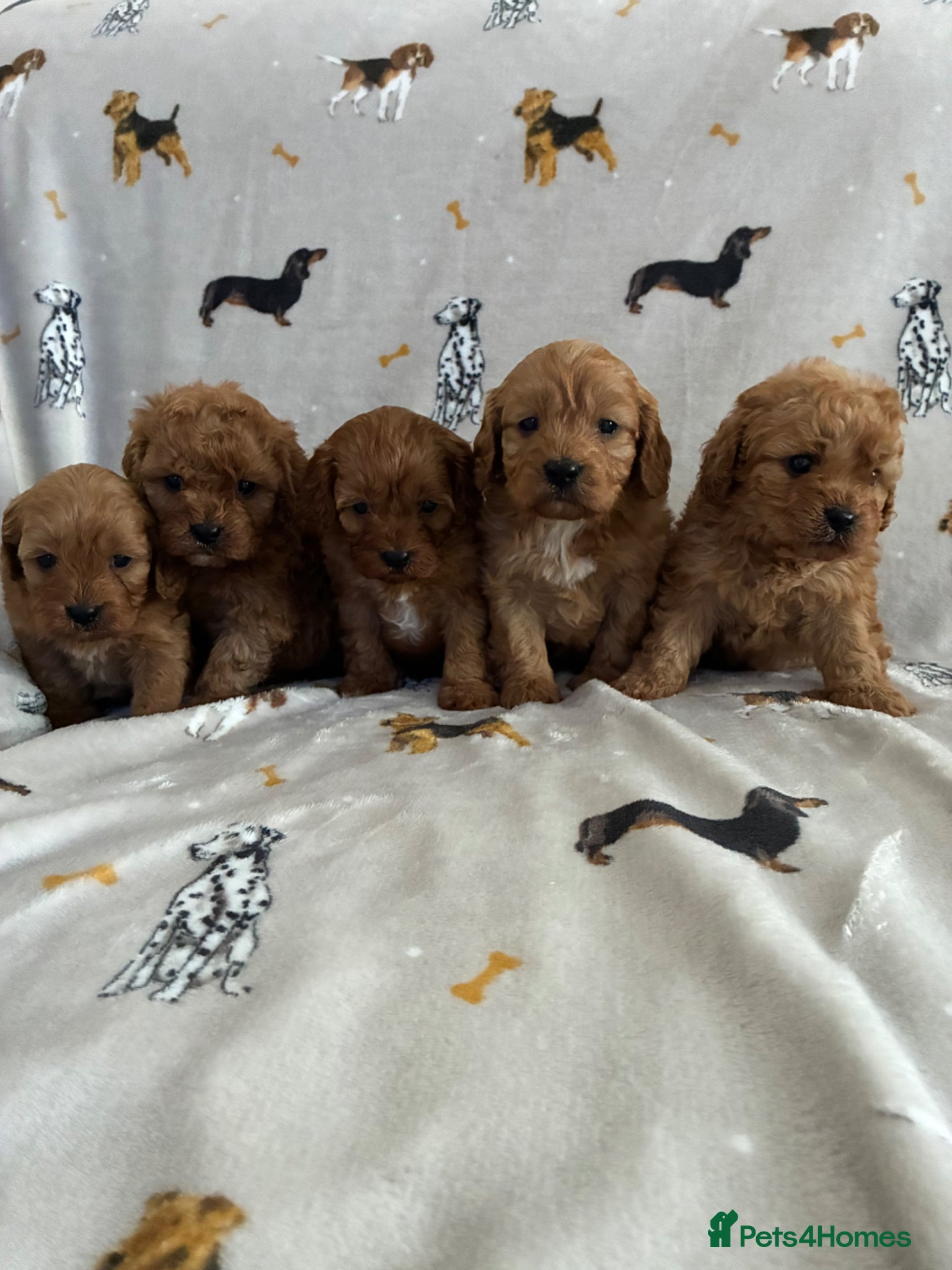 Cavapoo dogs We have a gorgeous litter of Cavapoo puppies  - Advert 9