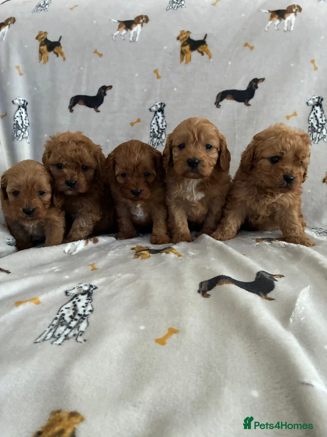Cavapoo dogs for sale: We have a gorgeous litter of Cavapoo puppies  - Advert 2