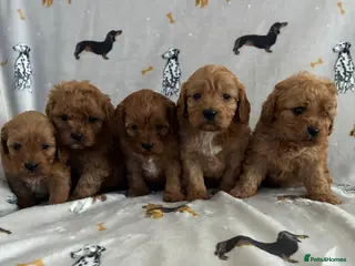 Cavapoo dogs We have a gorgeous litter of Cavapoo puppies - Advert 9