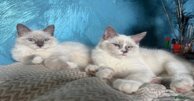 Ragdoll cats - Advert 15