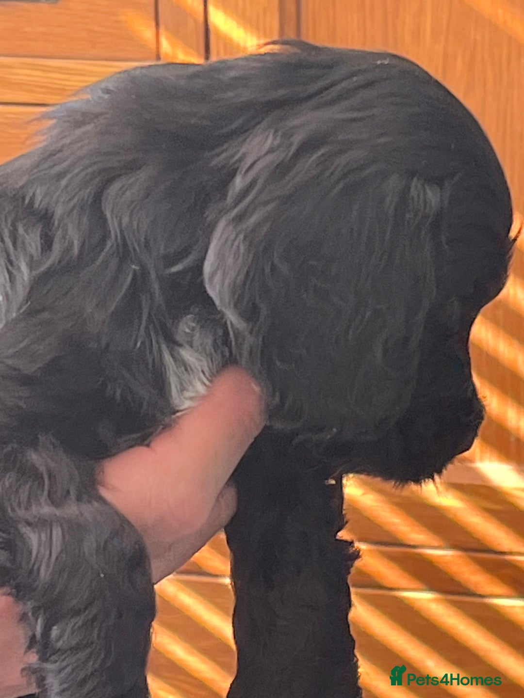 Cocker Spaniel dogs for sale: Stunning KC Reg Show Cocker, health tested mum - Advert 19