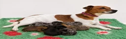 Jackapoo dogs for sale: Gorgeous Tiny Jackapoo’s - Advert 2