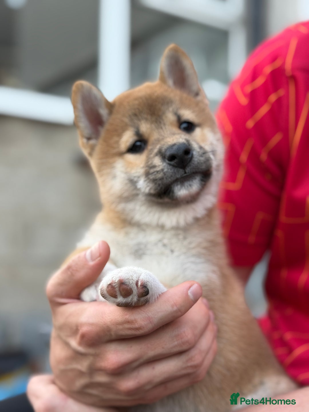 Japanese Shiba Inu dogs for sale: 🧡🦊Stunning KC Shiba Inu female ready now!🧡🦊 - Image 10