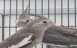 Cockatiels birds for sale: Baby male cockatiels for sale - Image 1