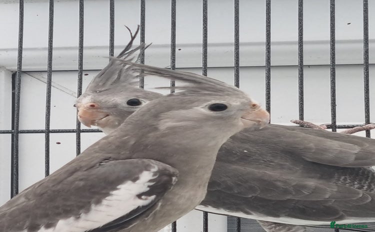 Cockatiels birds - Advert 4