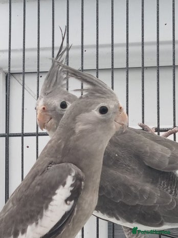 Cockatiels birds - Advert 4