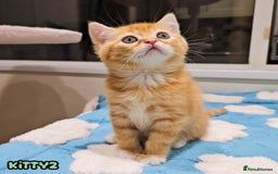 British Shorthair cats for sale: Adorable Kittens Ready For Reservation  - Image 5