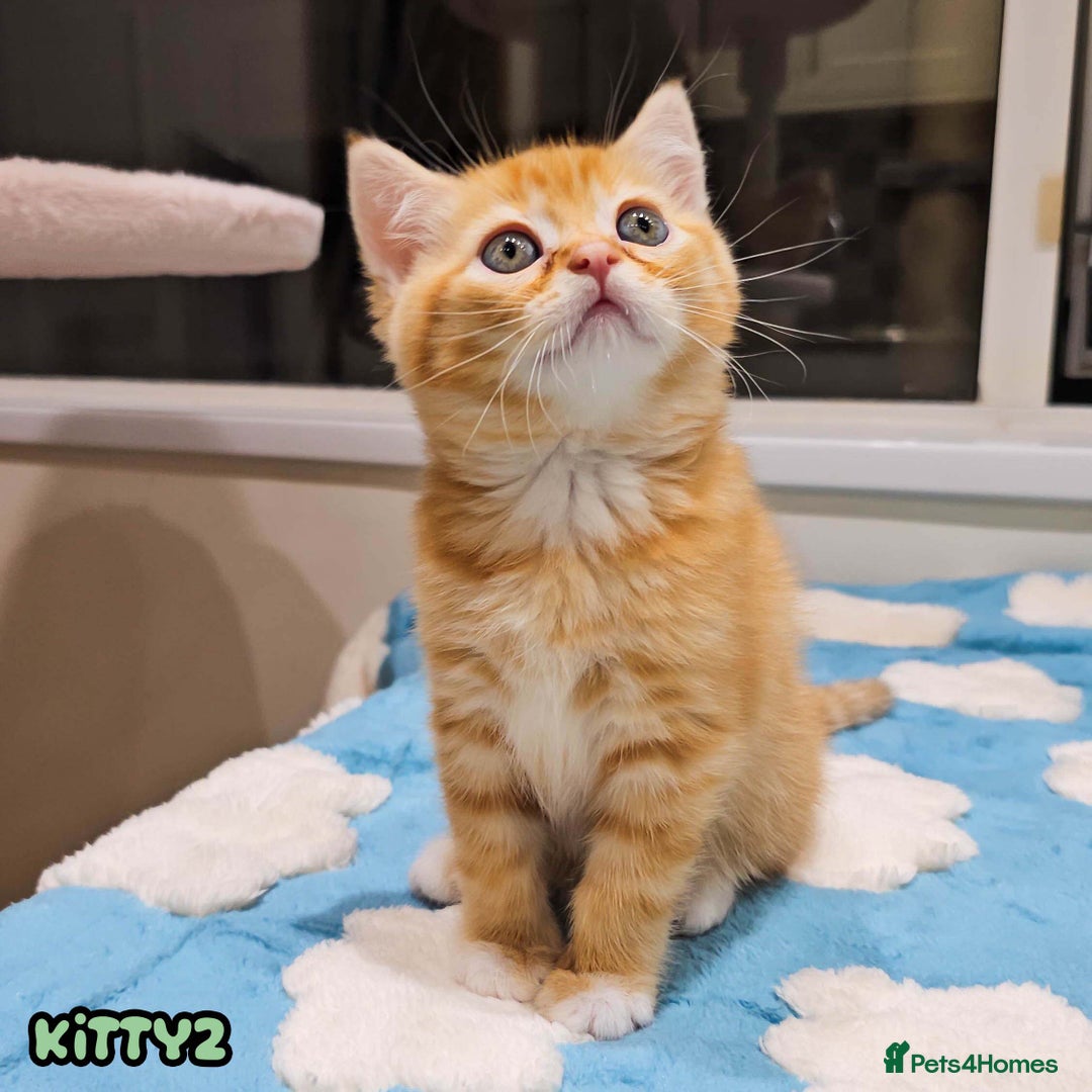 British Shorthair cats for sale: Adorable Kittens Ready For Reservation  - Image 5