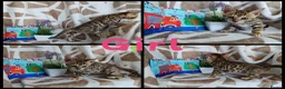 Bengal cats for sale: Stunning Bengal Kittens - Advert 7