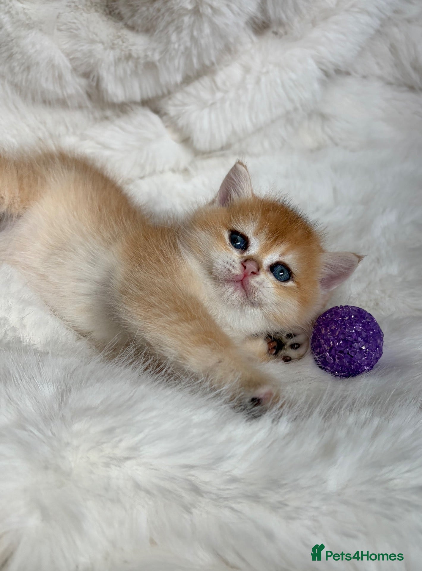 British Shorthair cats Exquisite Show quality TICA Reg Golden Babies - Advert 1
