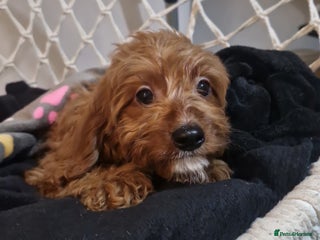 Cavapoo dogs Stunning F1 Cavapoo's Fully Health Tested Parents - Advert 11