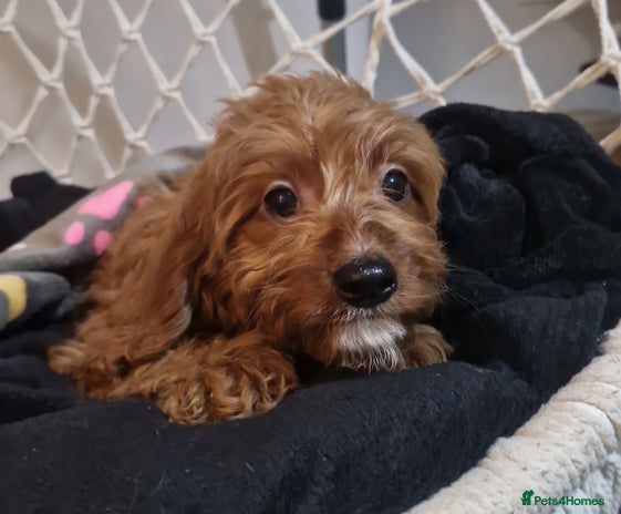 Cavapoo dogs Stunning F1 Cavapoo's Fully Health Tested Parents - Advert 3