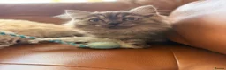 British Shorthair cats for sale: Beautiful fluffy show class kittens - Advert 22