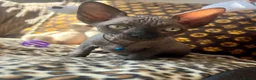 Sphynx cats for sale: 🐾 Beautiful Sphynx Kittens  ready to leave🐾 - Advert 9