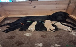 Labrador Retriever dogs for sale: Superb litter for working/competition/pet - Image 8