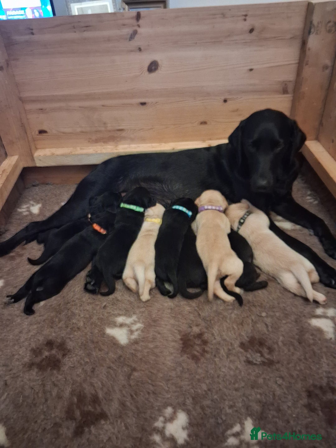 Labrador Retriever dogs for sale: Superb litter for working/competition/pet - Image 8