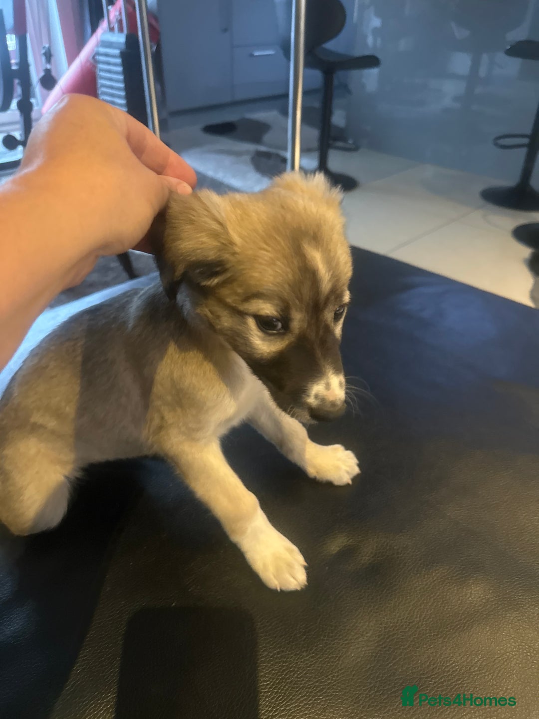 Mixed Breed dogs for sale: Beautiful healthy whippet  x Bedlington - Image 6