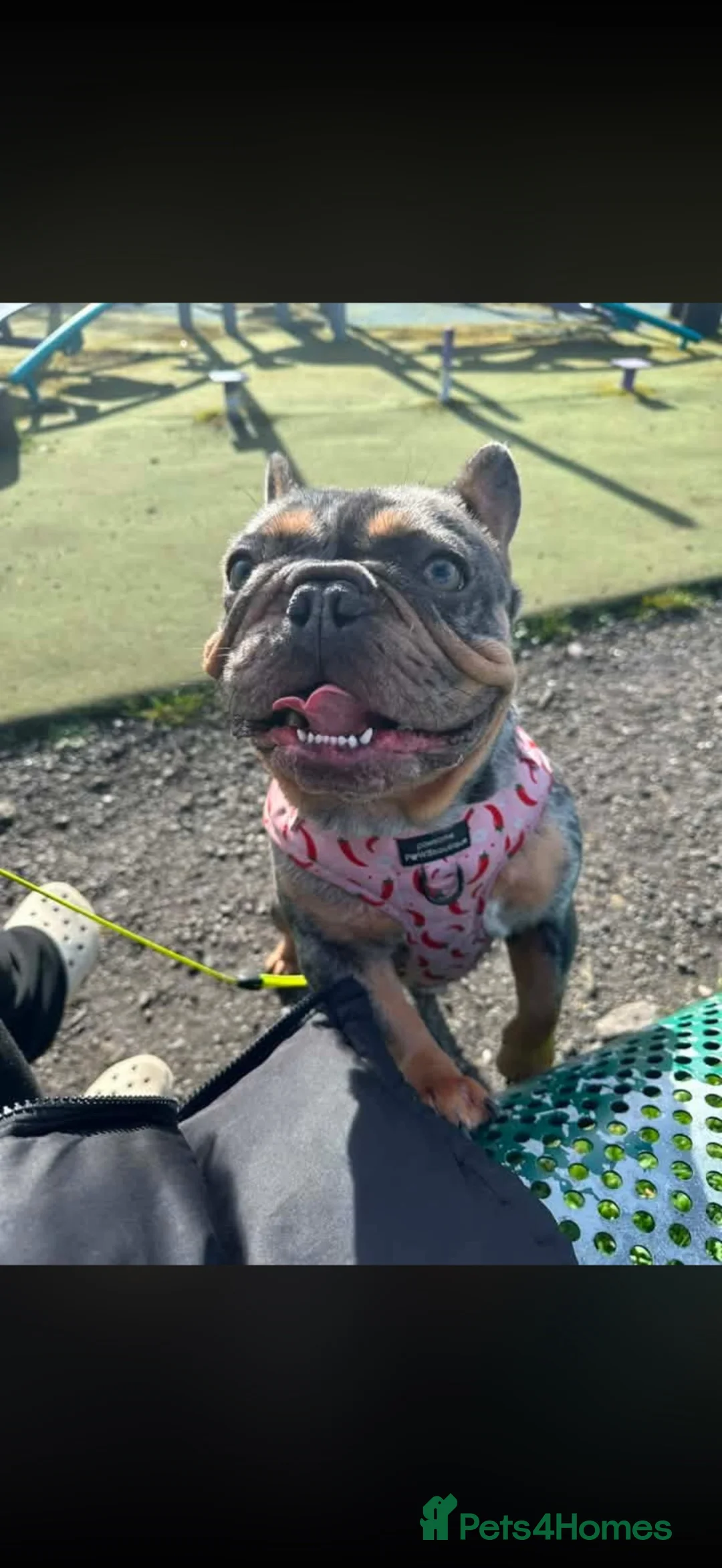 Mixed Breed dogs for sale: Staffy x Frenchie pup  - Advert 2