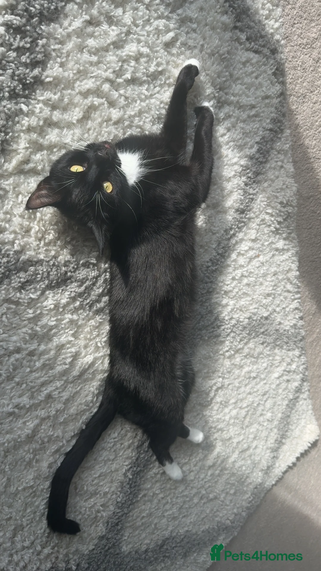 Mixed Breed cats for sale: Female cat  - Advert 1