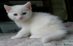 Siberian cats for sale: 4 kittens for sale 💖😺 - Image 3