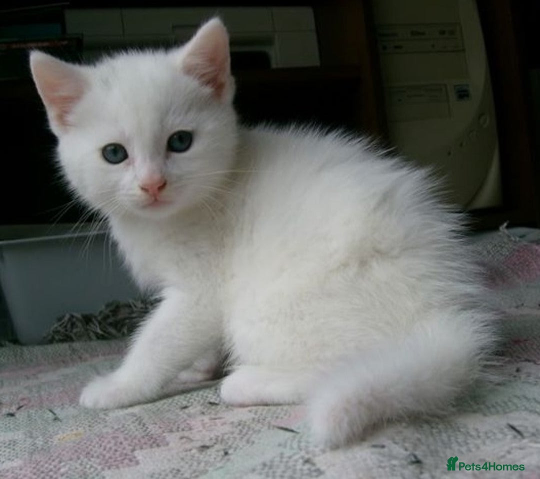 Siberian cats for sale: 4 kittens for sale 💖😺 - Image 3