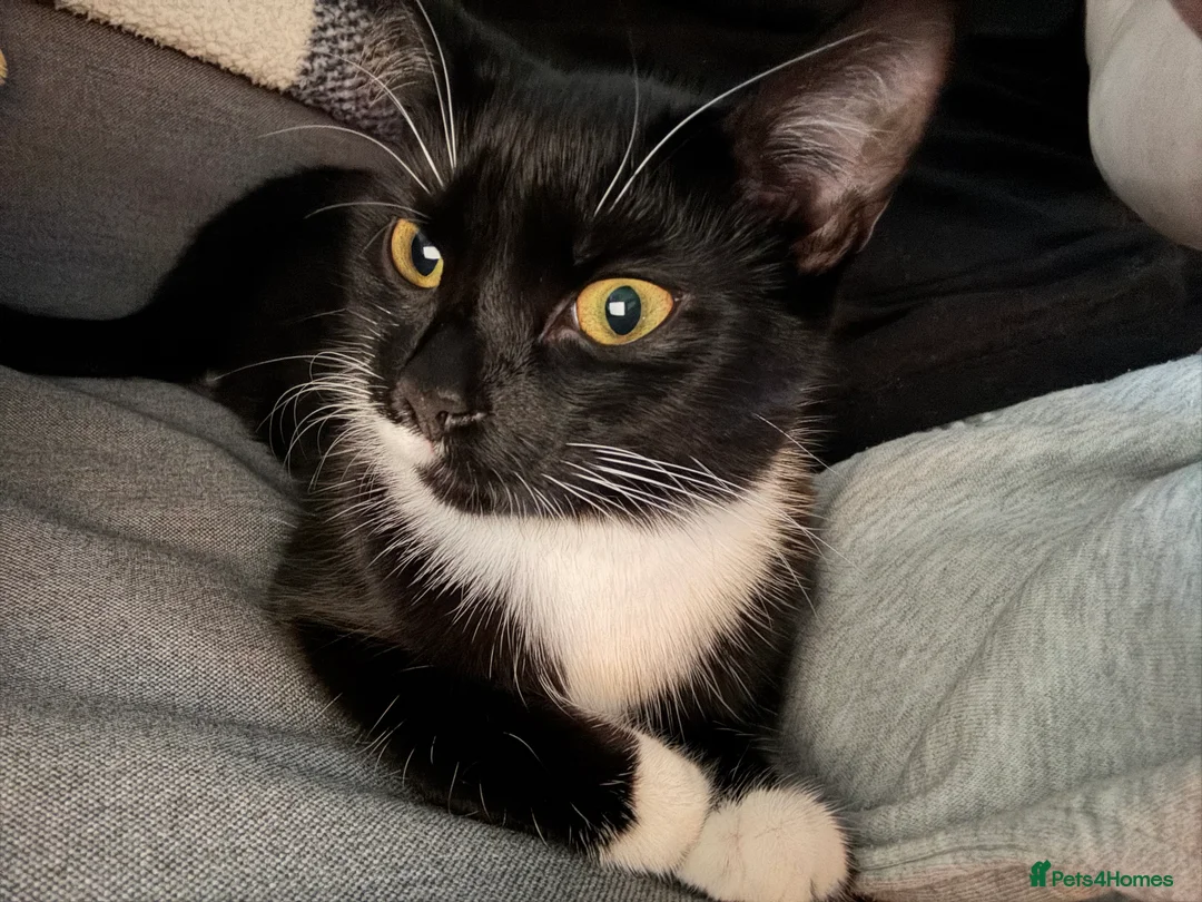 Mixed Breed cats for sale: Month Old Friendly Female Cat – Needs Loving Home in Newquay - Advert 2