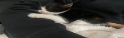European cats for sale: Female kitten  - Advert 1
