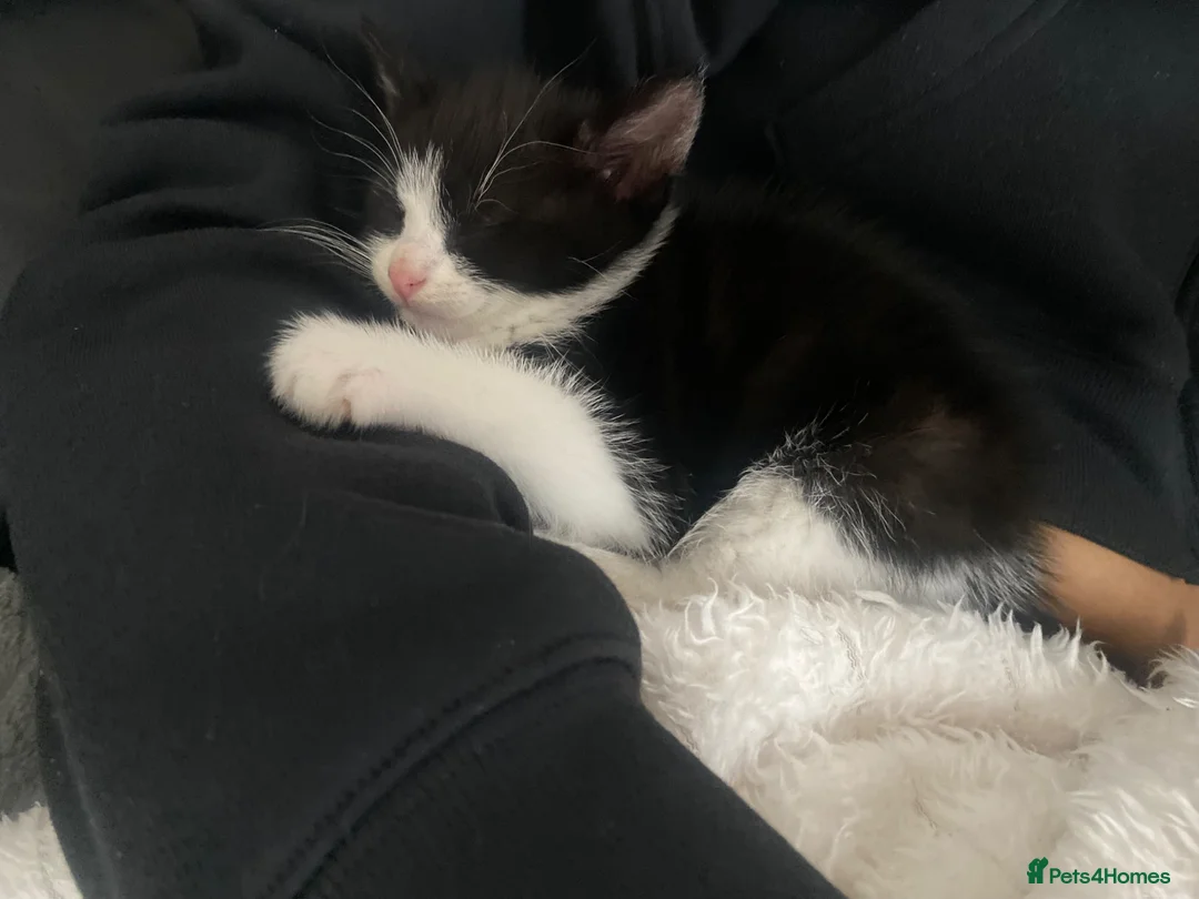European cats for sale: Female kitten  - Advert 1