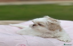 Shih Tzu dogs for sale: Stunning tiny imperial karashishi puppies - Image 15