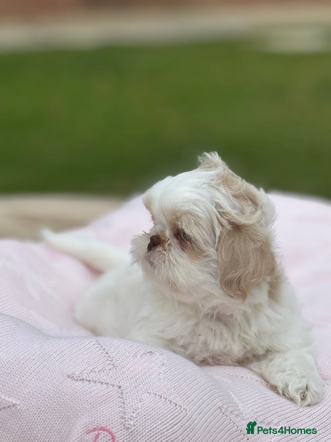Shih Tzu dogs for sale: Stunning tiny imperial karashishi puppies - Image 15