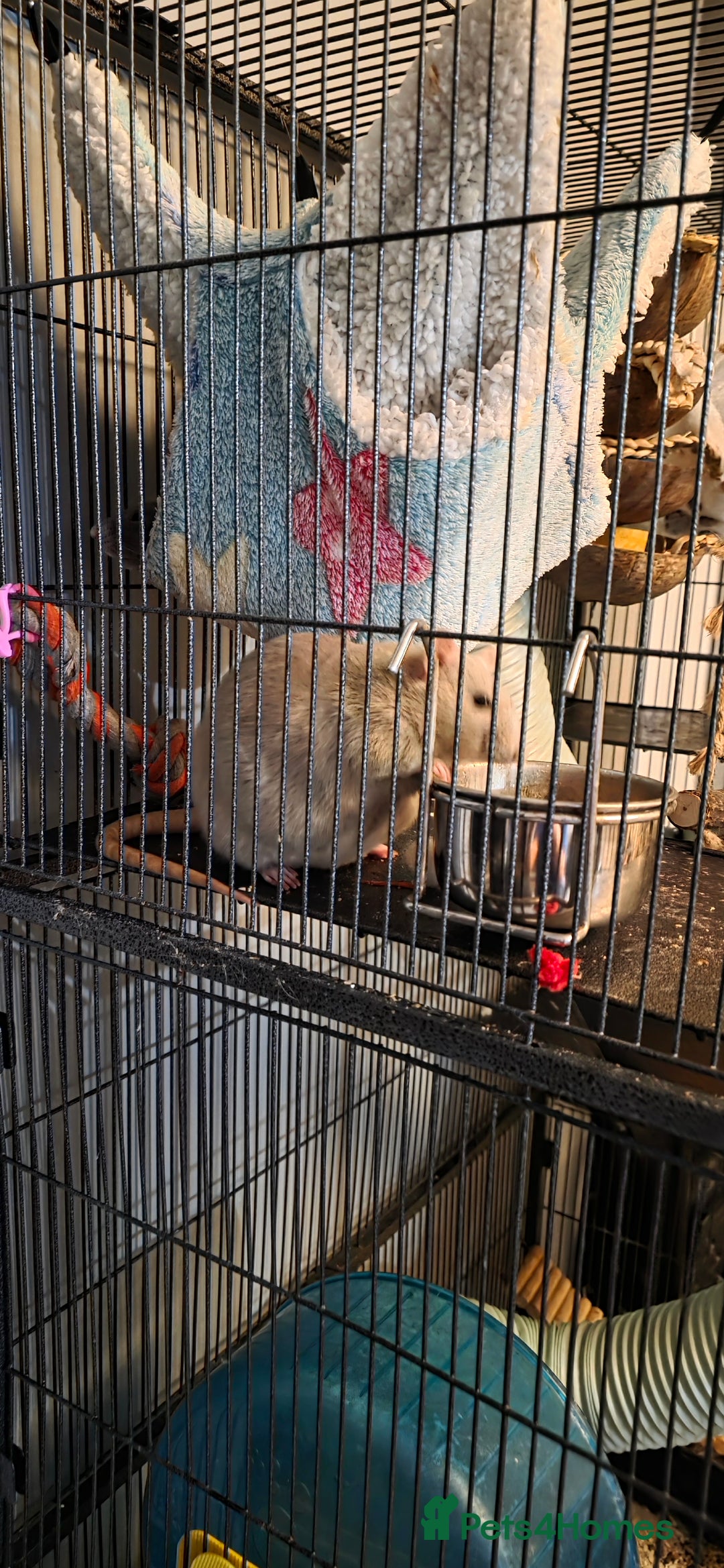 Rat rodents for sale: Four 1 year old female rats with cage+ extras - Advert 2