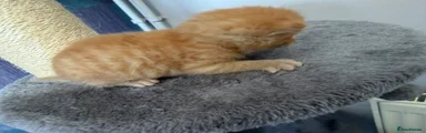 Medium ginger 