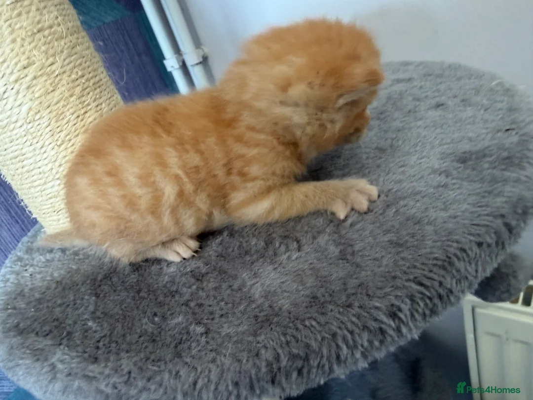 Mixed Breed cats for sale: Three ginger boys One Tortie Girl - Advert 2