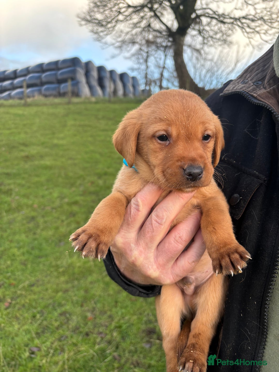 Labrador Retriever dogs for sale: KC Registered Litter of 9 fox red Labrador Puppies - Advert 15