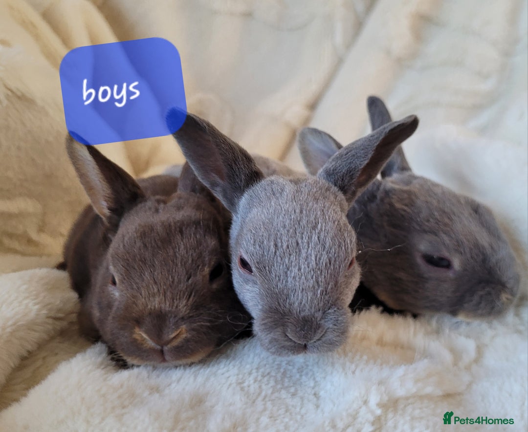 Rex rabbits for sale: Purebred Mini Rex babies - chocolate blue lilac - Image 2