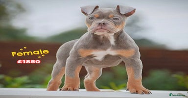 Olde English Bulldogge dogs - Advert 15