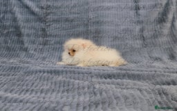 Pomeranian dogs for sale: Gorgeous Teddy Bear Pomeranian Puppies - Image 10