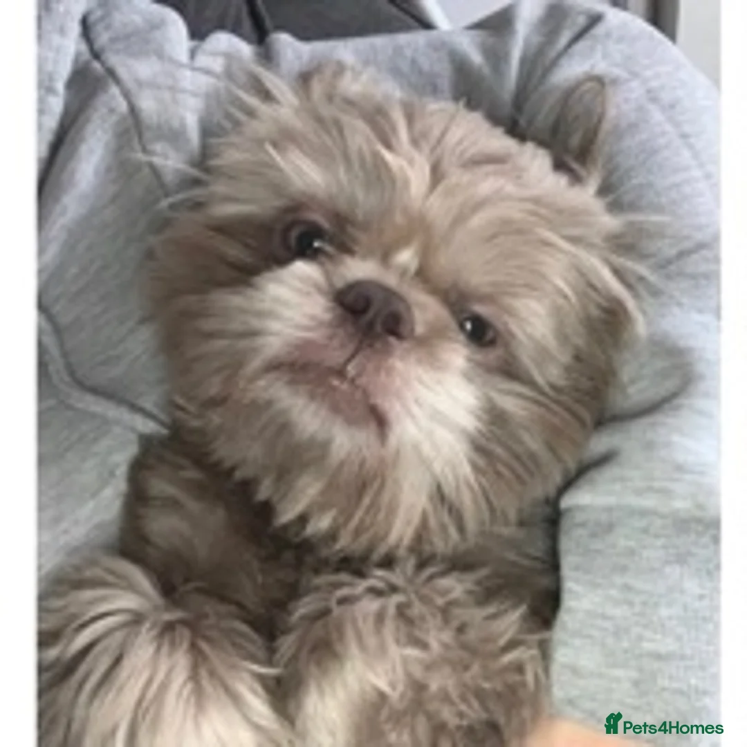 Shih Tzu dogs for stud: proven lavender imperial shih tzu for stud in Clydebank - Advert 2