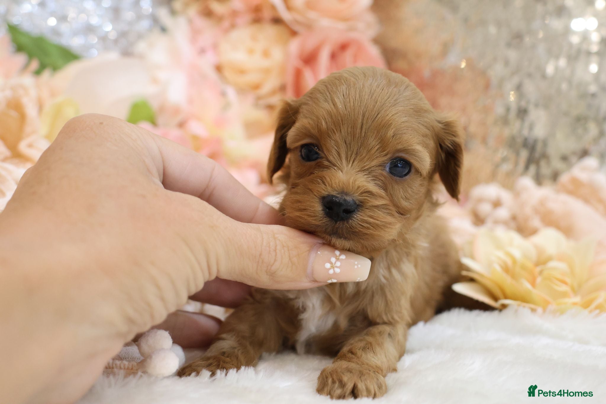 Cavapoo dogs *HEALTH TESTED* CAVAPOOS - Advert 1