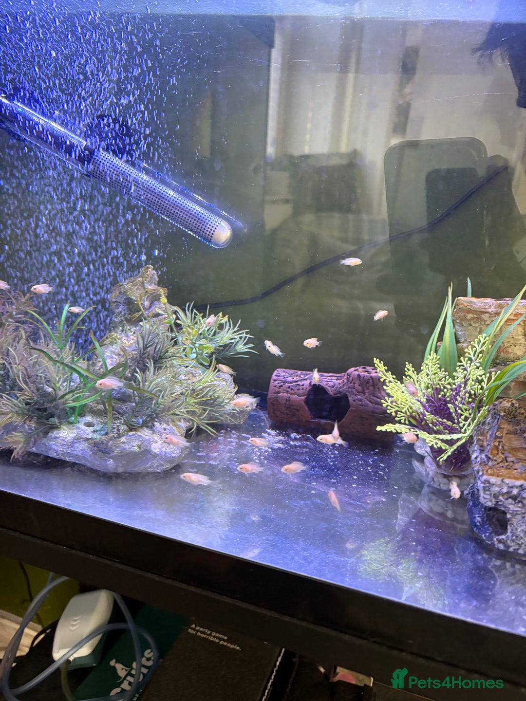 Cichlids fish for sale: Yellow lab mbuna cichlids - Image 2