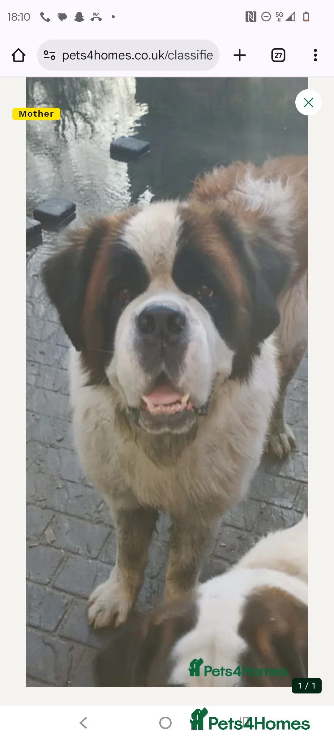 Saint Bernard dogs for sale: Beautiful saint Bernard puppies - Advert 3
