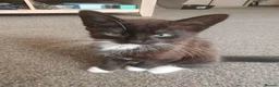 Mixed Breed cats for sale: Adorable kittens - Advert 5
