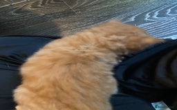 Mixed Breed cats for sale: 3 kittens - Image 11