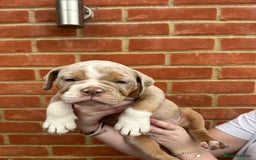 Olde English Bulldogge dogs for sale: OLDE ENGLISH BULLDOGGE PUPPIES in Epping - Image 4