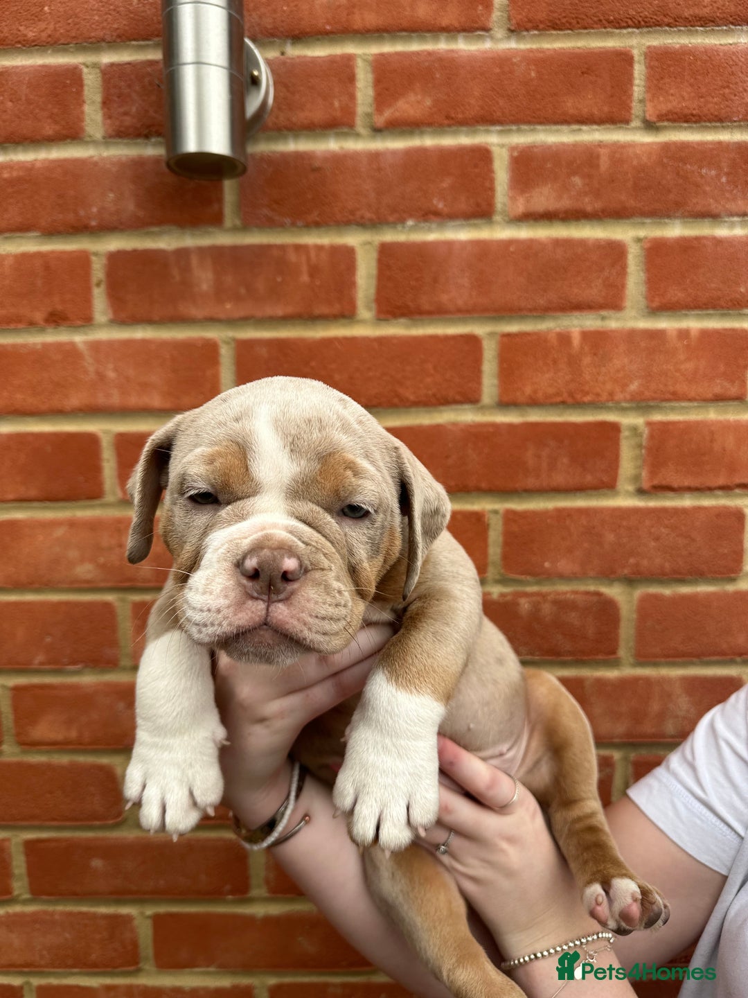 Olde English Bulldogge dogs for sale: OLDE ENGLISH BULLDOGGE PUPPIES in Epping - Image 4
