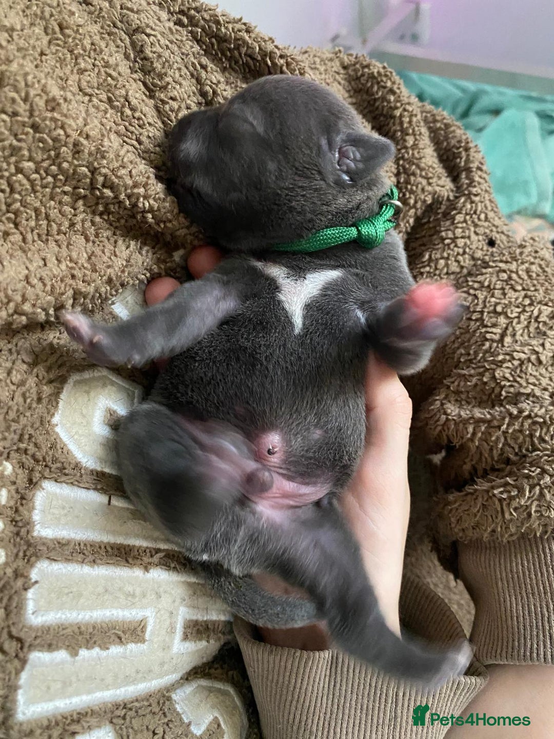 Staffordshire Bull Terrier dogs for sale: For Sale Blue Staffies/ Blue Staffordshire  - Image 14