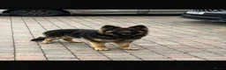 German Shepherd dogs for sale: German shepard puppy  in Northampton - Advert 4
