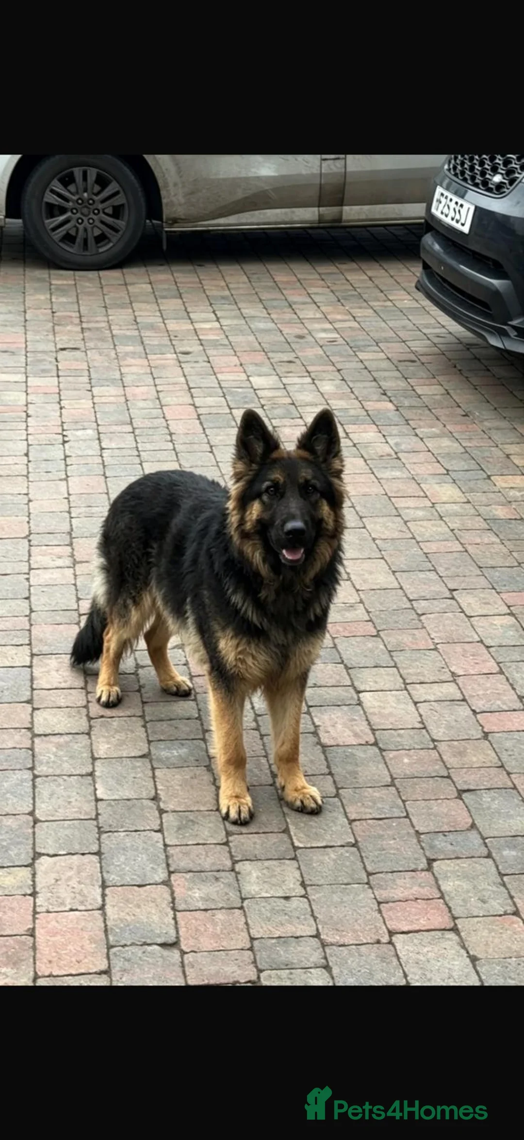 German Shepherd dogs for sale: German shepard puppy  in Northampton - Advert 4