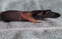 Guinea Pig rodents for sale: Skinny pigs. Various ages + prices. - Image 10